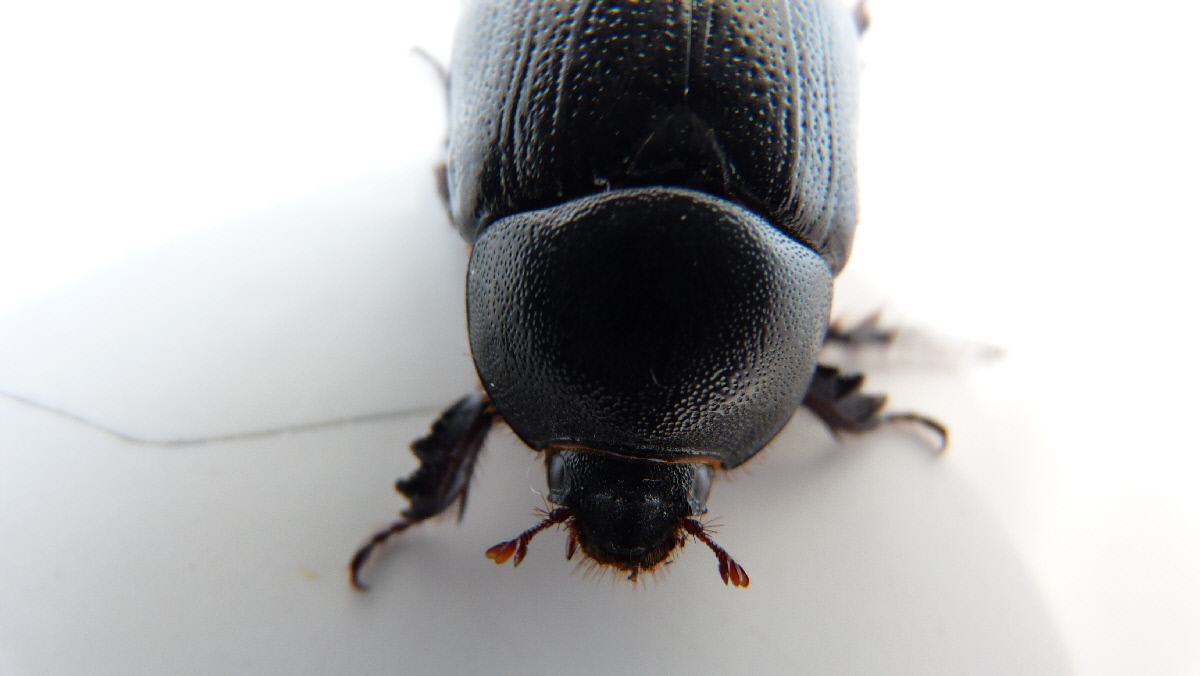 Identificazione Scarabeidae